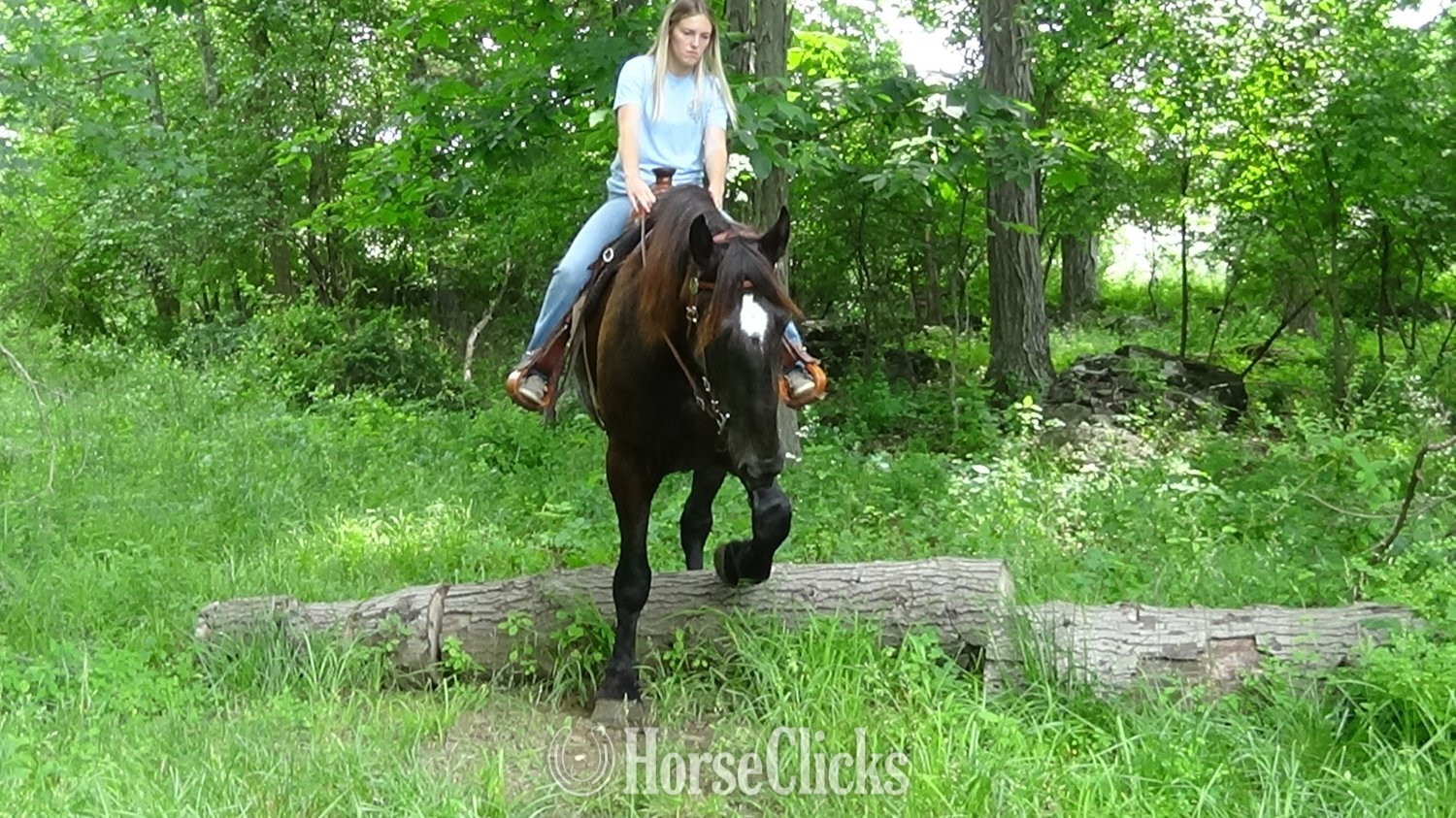 "Jade" Black Mare Percheron - Percheron in Pennsylvania