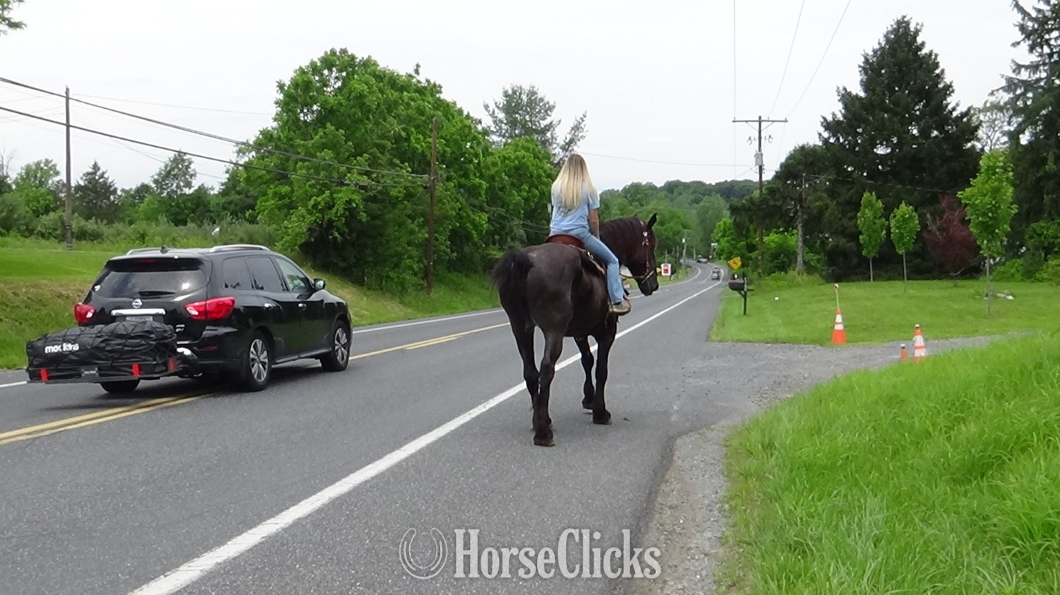 Percheron - "Jade" Black Mare Percheron in Pennsylvania