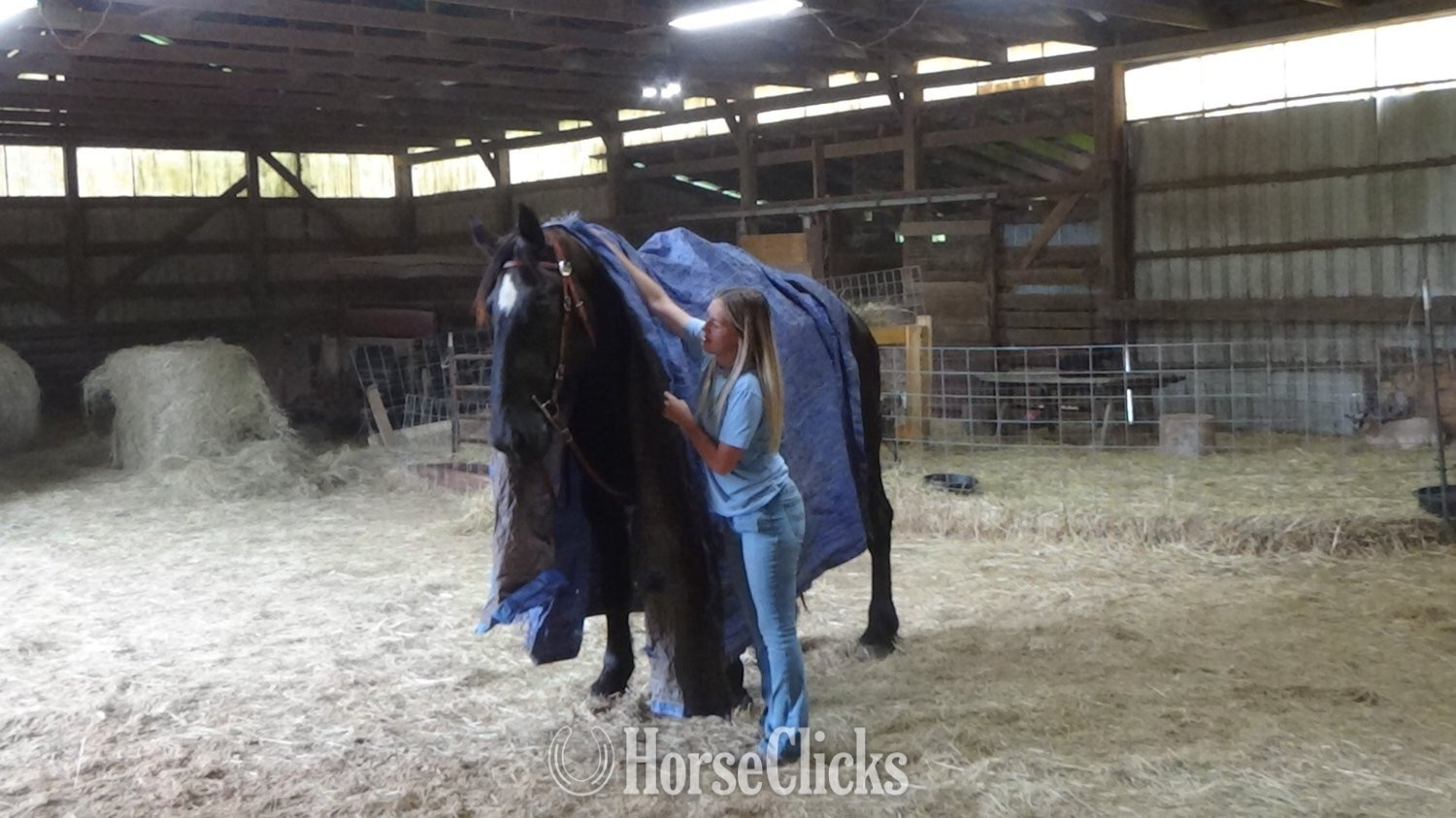 Percheron - "Jade" Black Mare Percheron