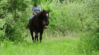 "Jade" Black Mare Percheron