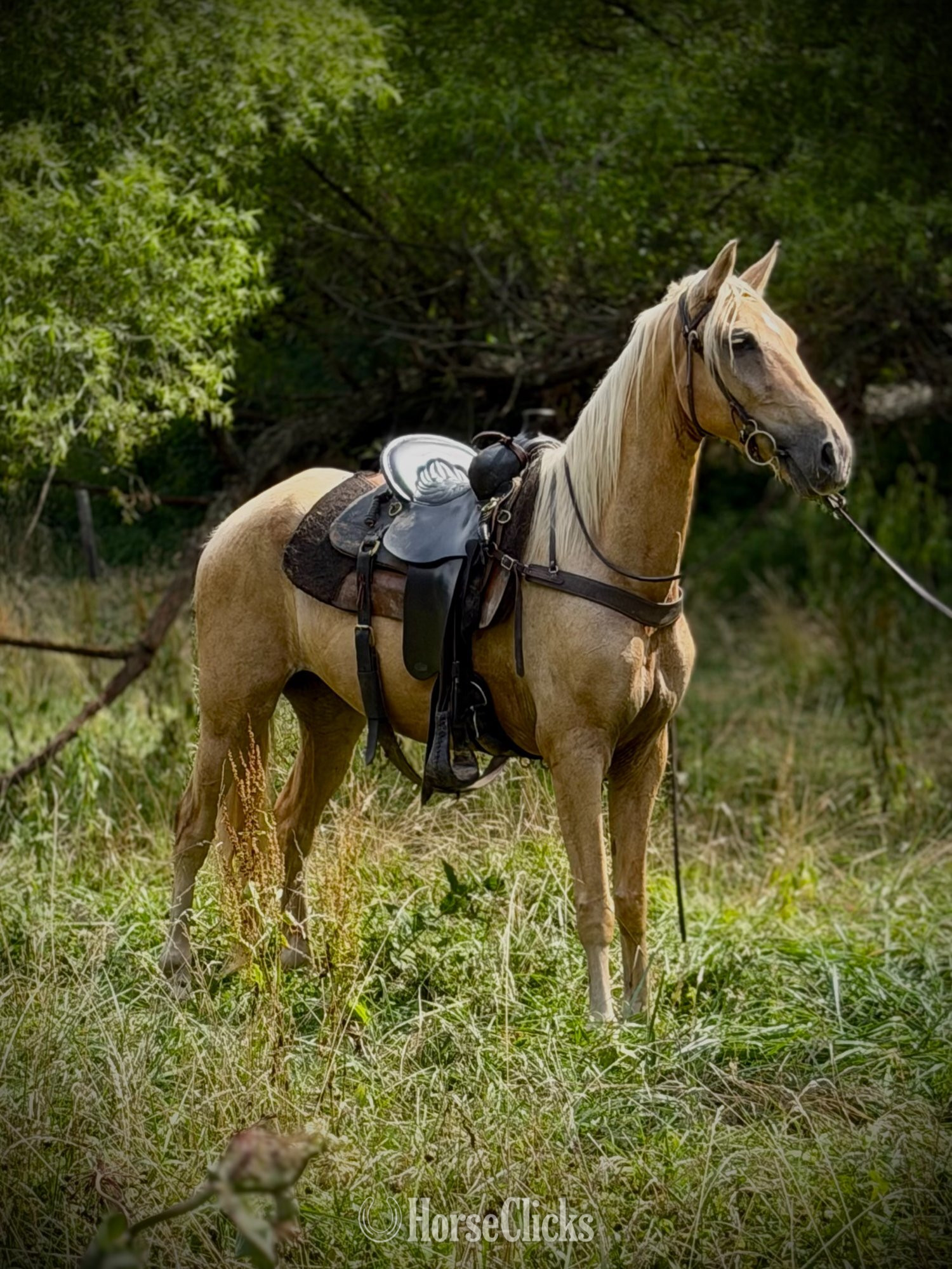 "Mufasa" Palomino Gelding Tennessee Walker in North Carolina