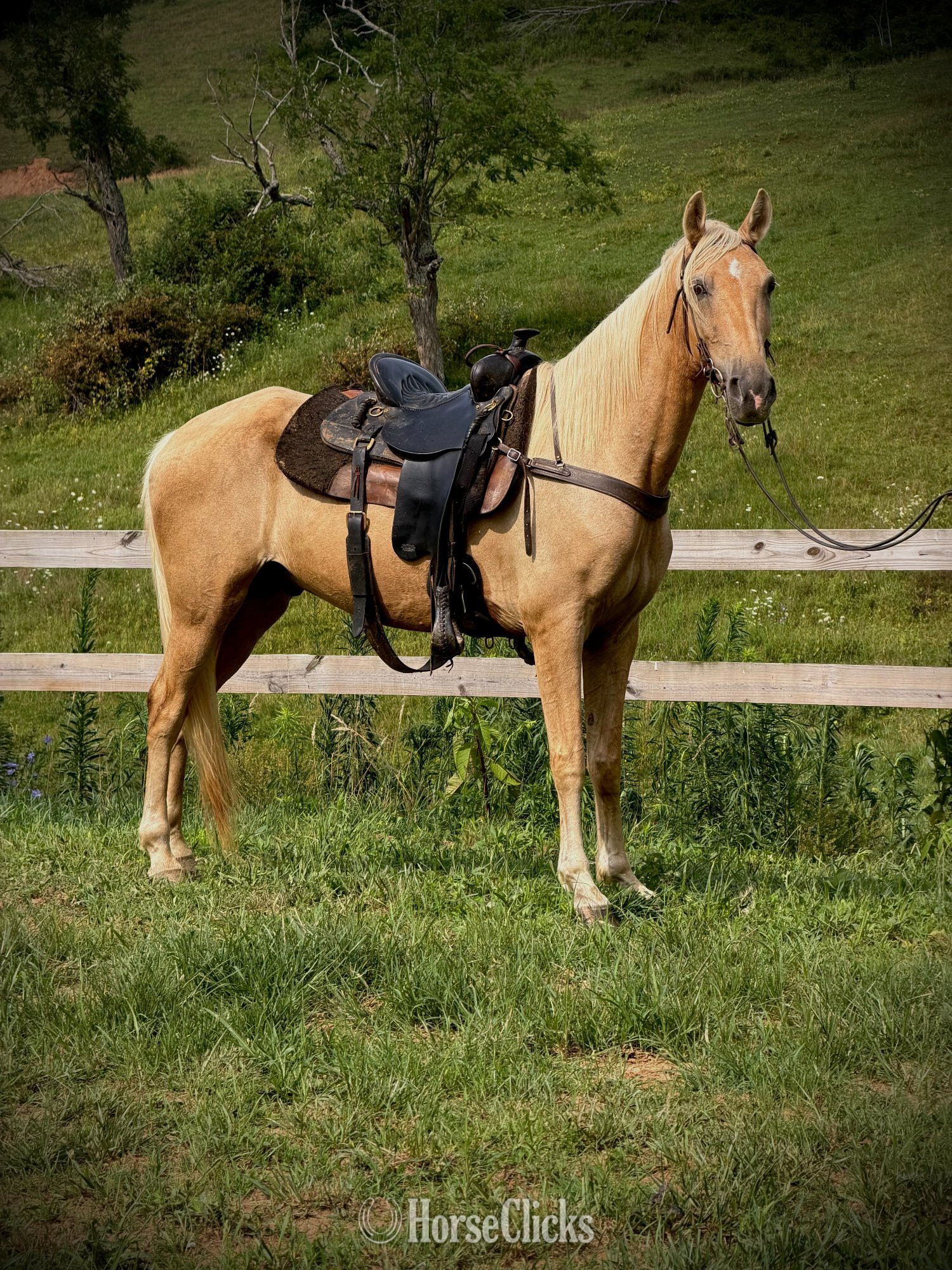 "Mufasa" Palomino Gelding Tennessee Walker