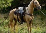 "Mufasa" Palomino Gelding Tennessee Walker