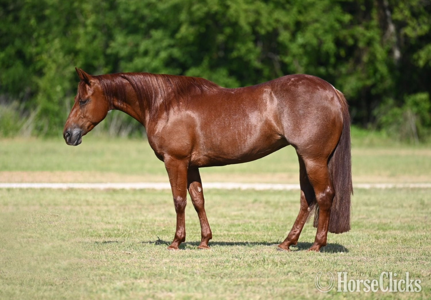 "Diamond " Sorrel Mare Quarter Horse in Texas