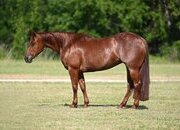 "Diamond " Sorrel Mare Quarter Horse