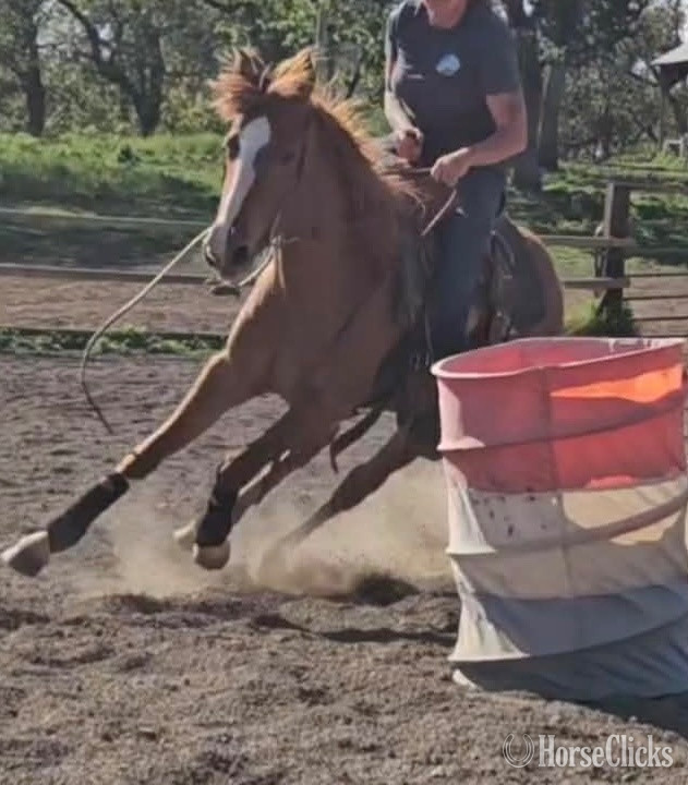 "PR I GOT EM ALL " Sorrel Filly Quarter Horse in Oregon