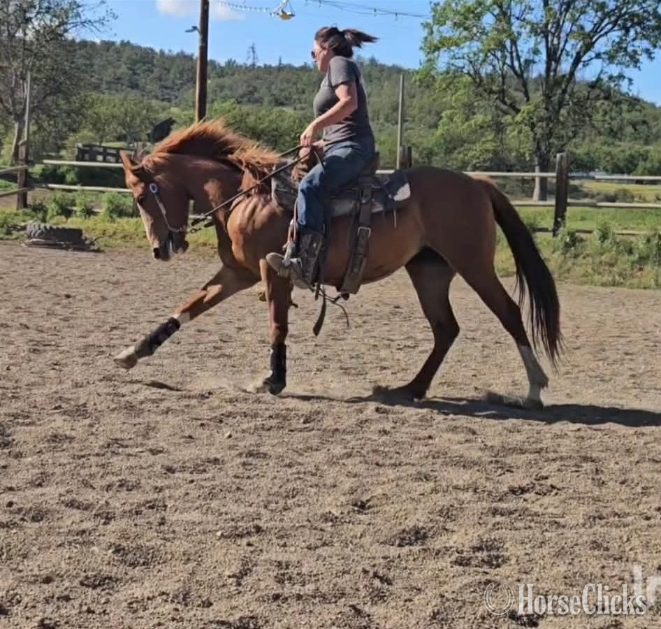 "PR I GOT EM ALL " Sorrel Filly Quarter Horse