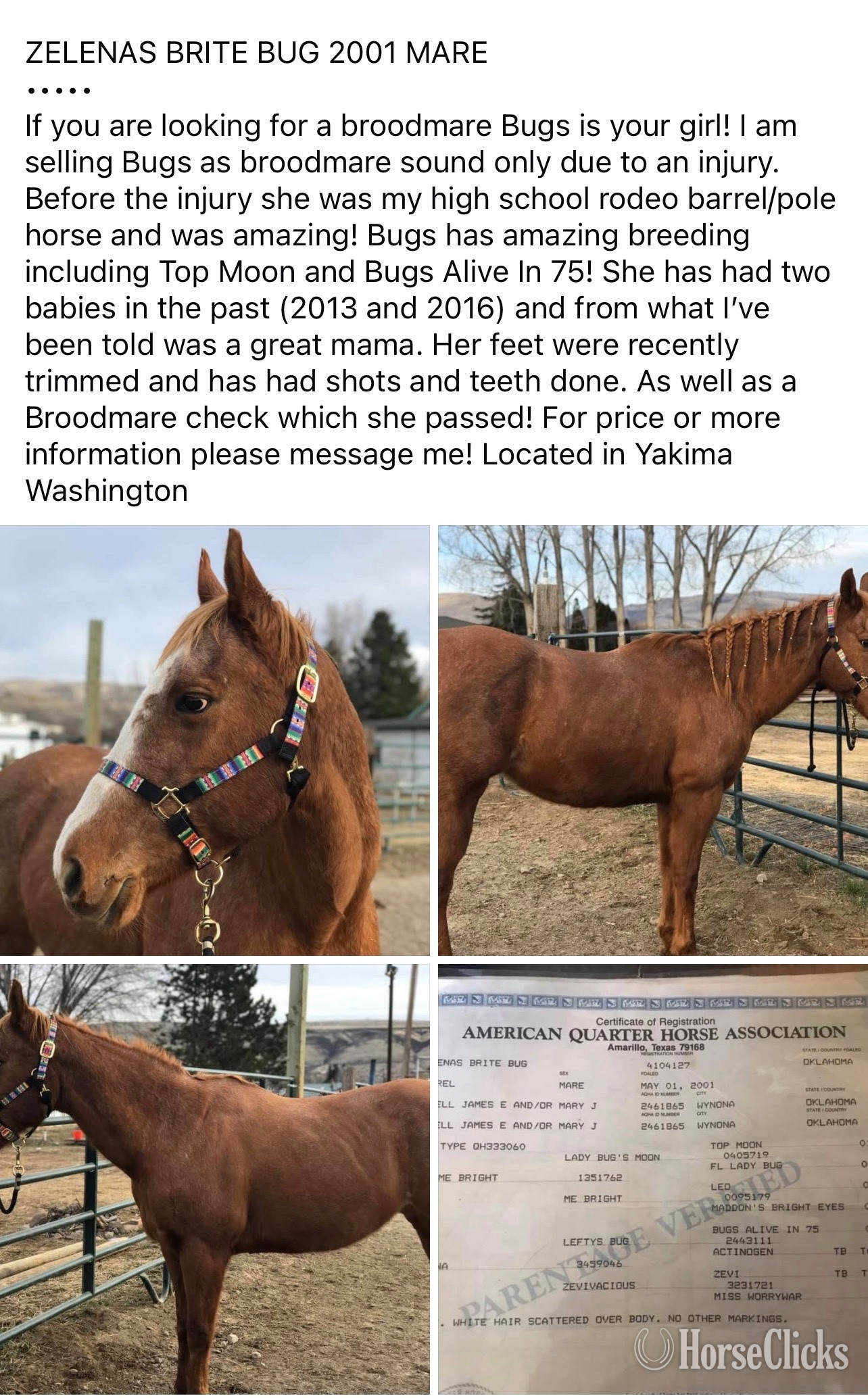 "PR I GOT EM ALL " Sorrel Filly Quarter Horse - Quarter Horse in Oregon
