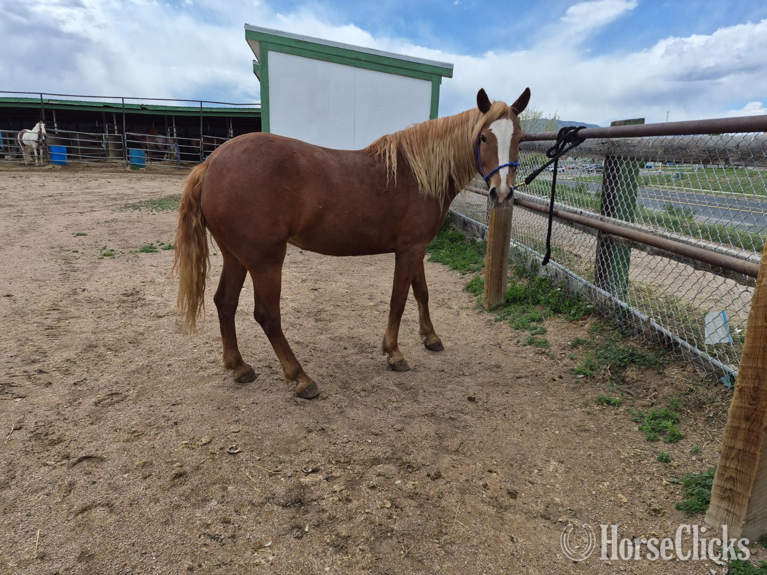 "Maggie" Chestnut Mare Mustang 