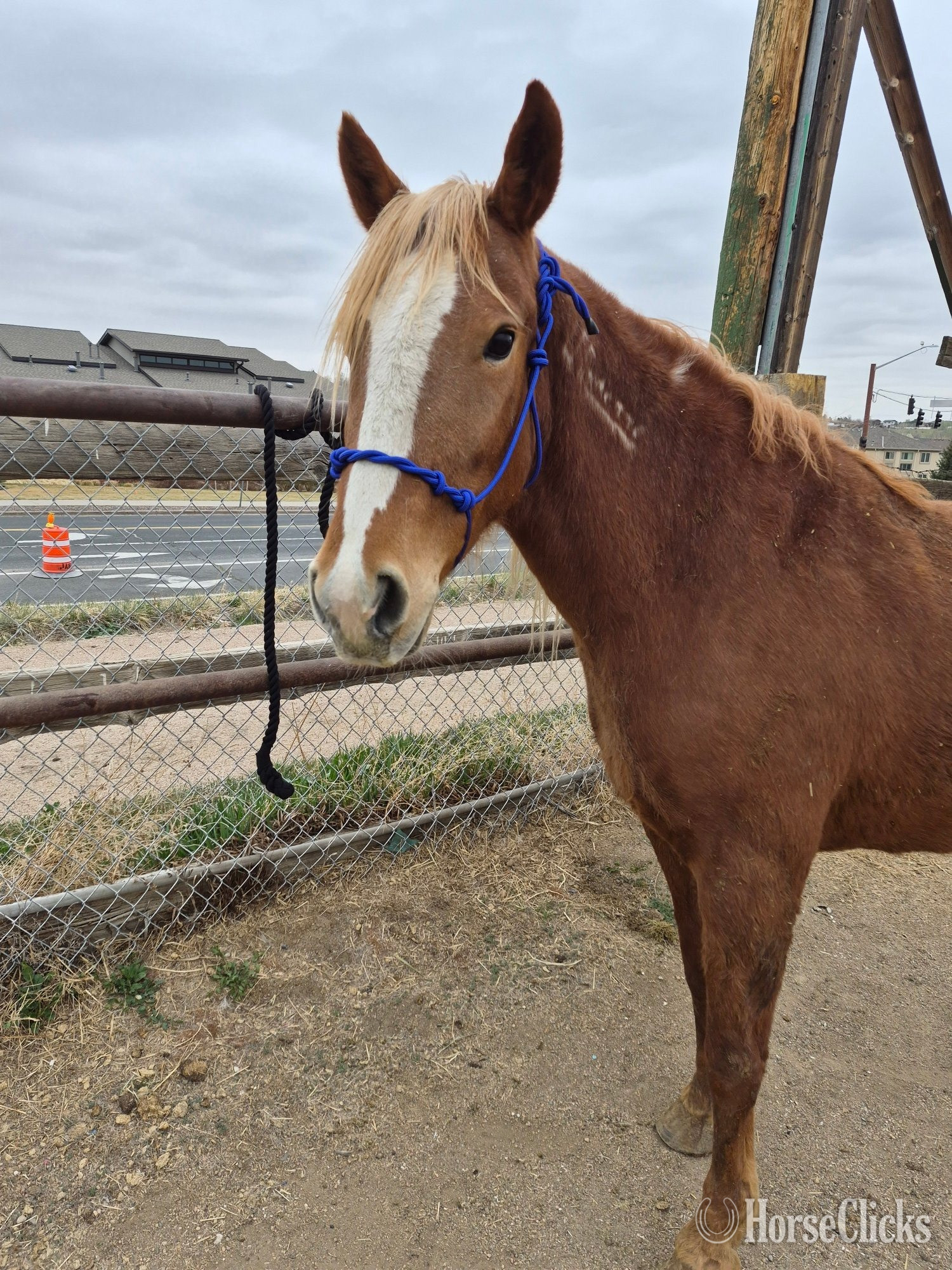 Mustang - "Maggie" Chestnut Mare Mustang in 