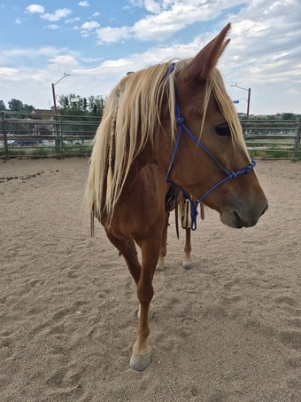"Maggie" Chestnut Mare Mustang