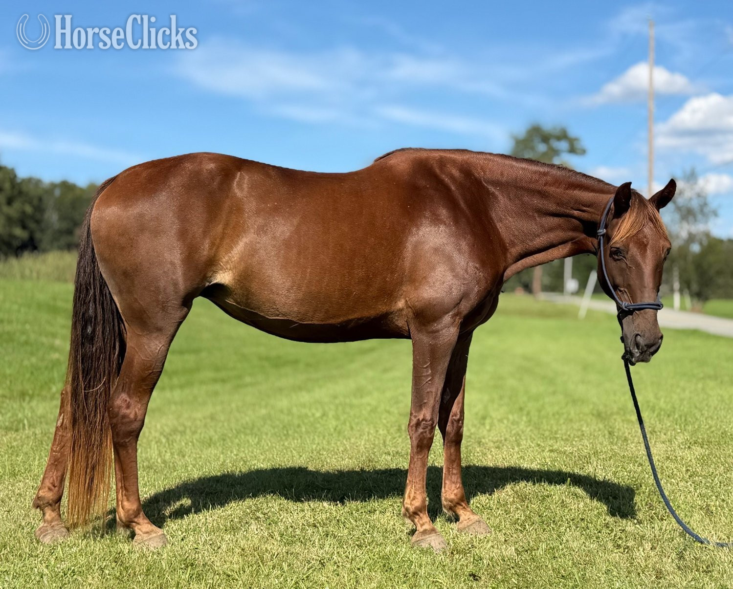 "Rita" Chestnut Mare Missouri Fox Trotter - Missouri Fox Trotter in Pennsylvania