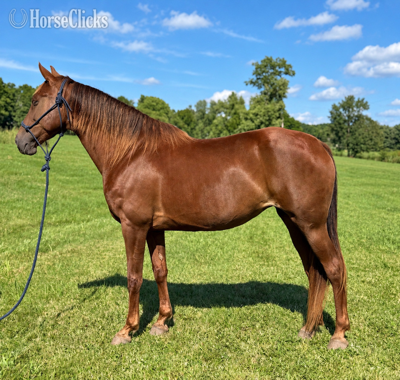 "Rita" Chestnut Mare Missouri Fox Trotter