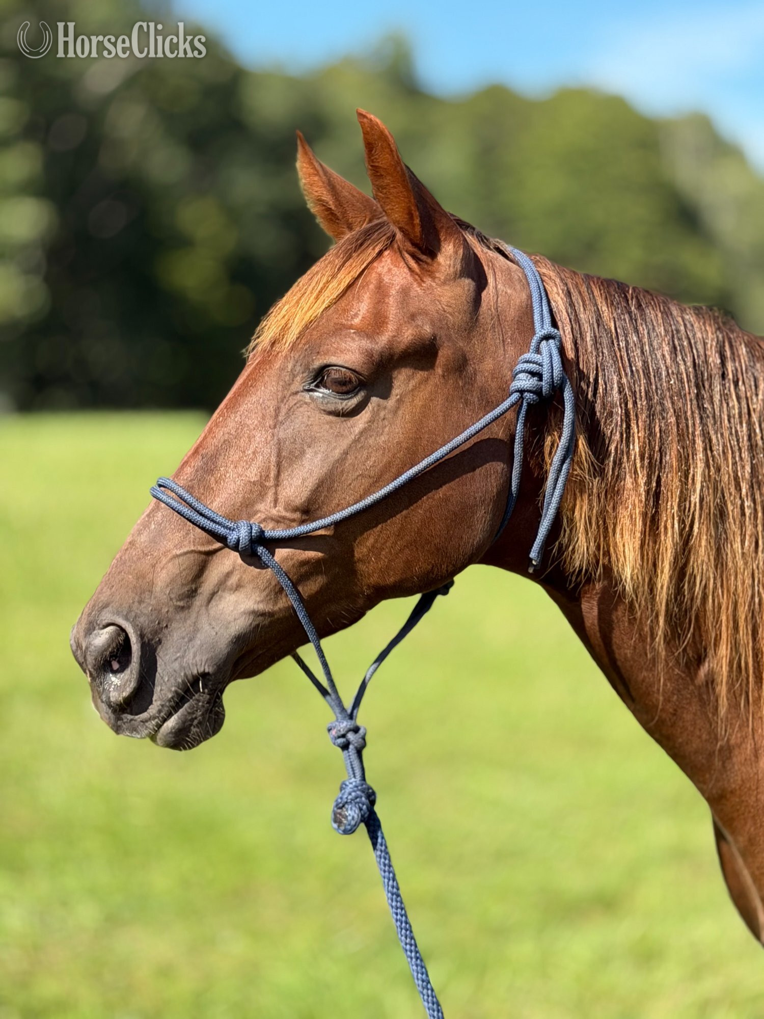 "Rita" Chestnut Mare Missouri Fox Trotter Pennsylvania