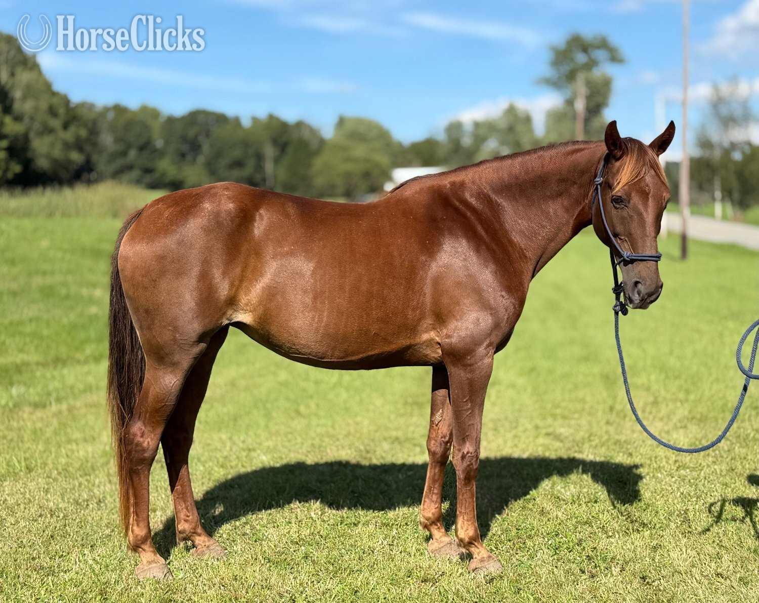 Missouri Fox Trotter - "Rita" Chestnut Mare Missouri Fox Trotter in Pennsylvania