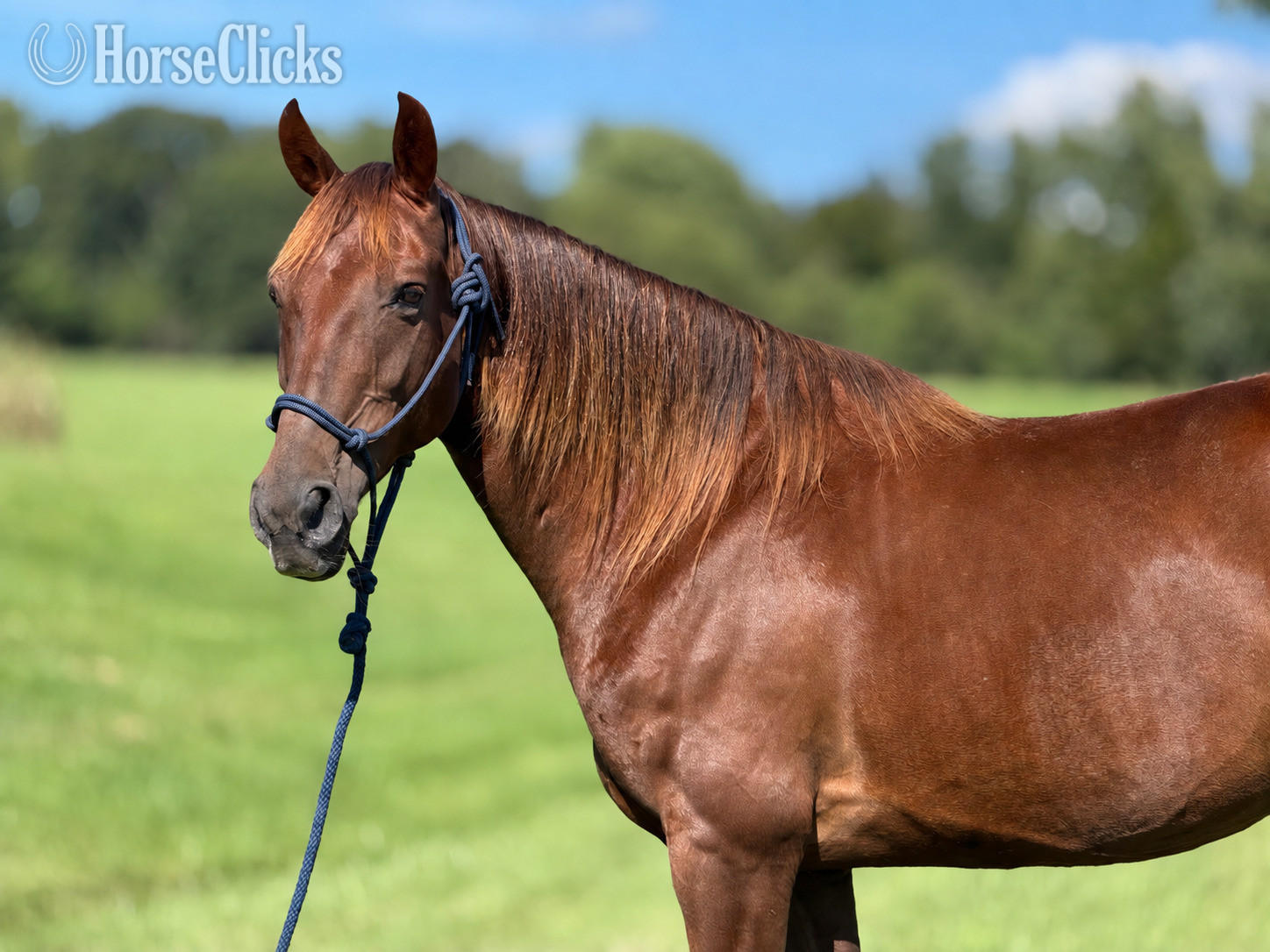 Missouri Fox Trotter - "Rita" Chestnut Mare Missouri Fox Trotter