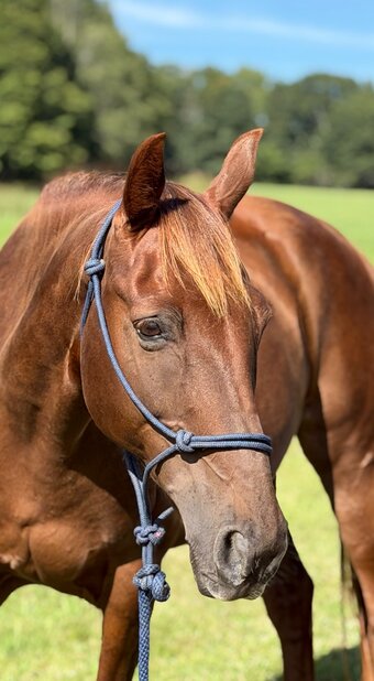 "Rita" Chestnut Mare Missouri Fox Trotter