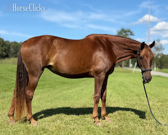 "Rita" Chestnut Mare Missouri Fox Trotter
