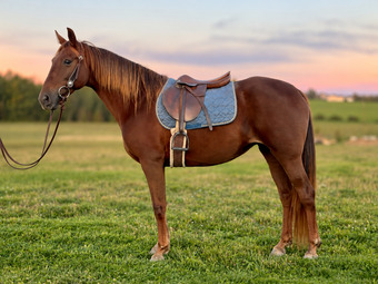 "Rita" Chestnut Mare Missouri Fox Trotter