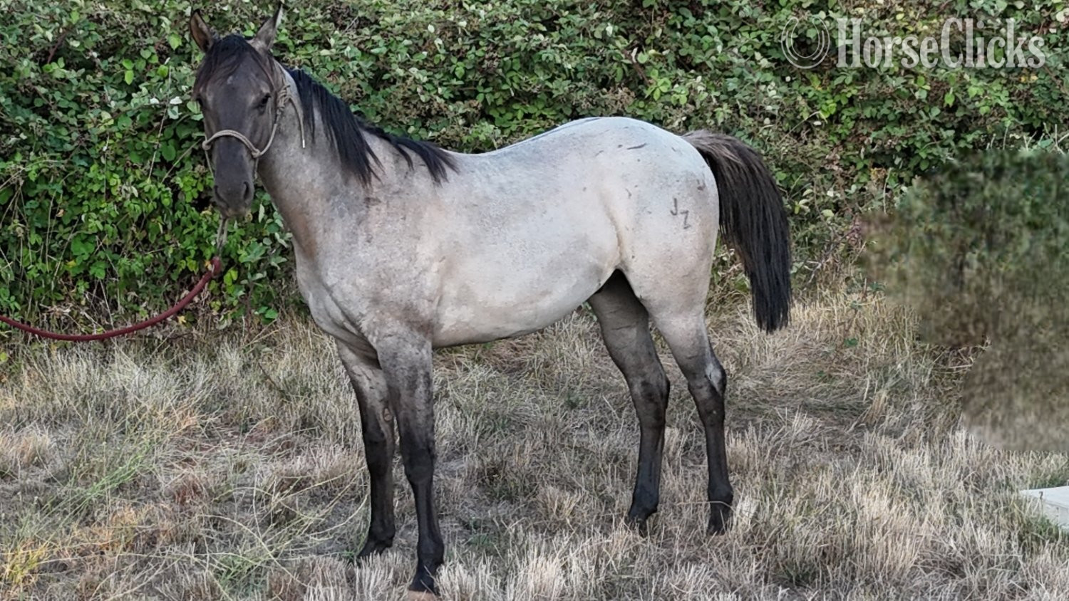 "2024 AQHA Grullo Roan Gelding" Grullo Gelding Quarter Horse in California