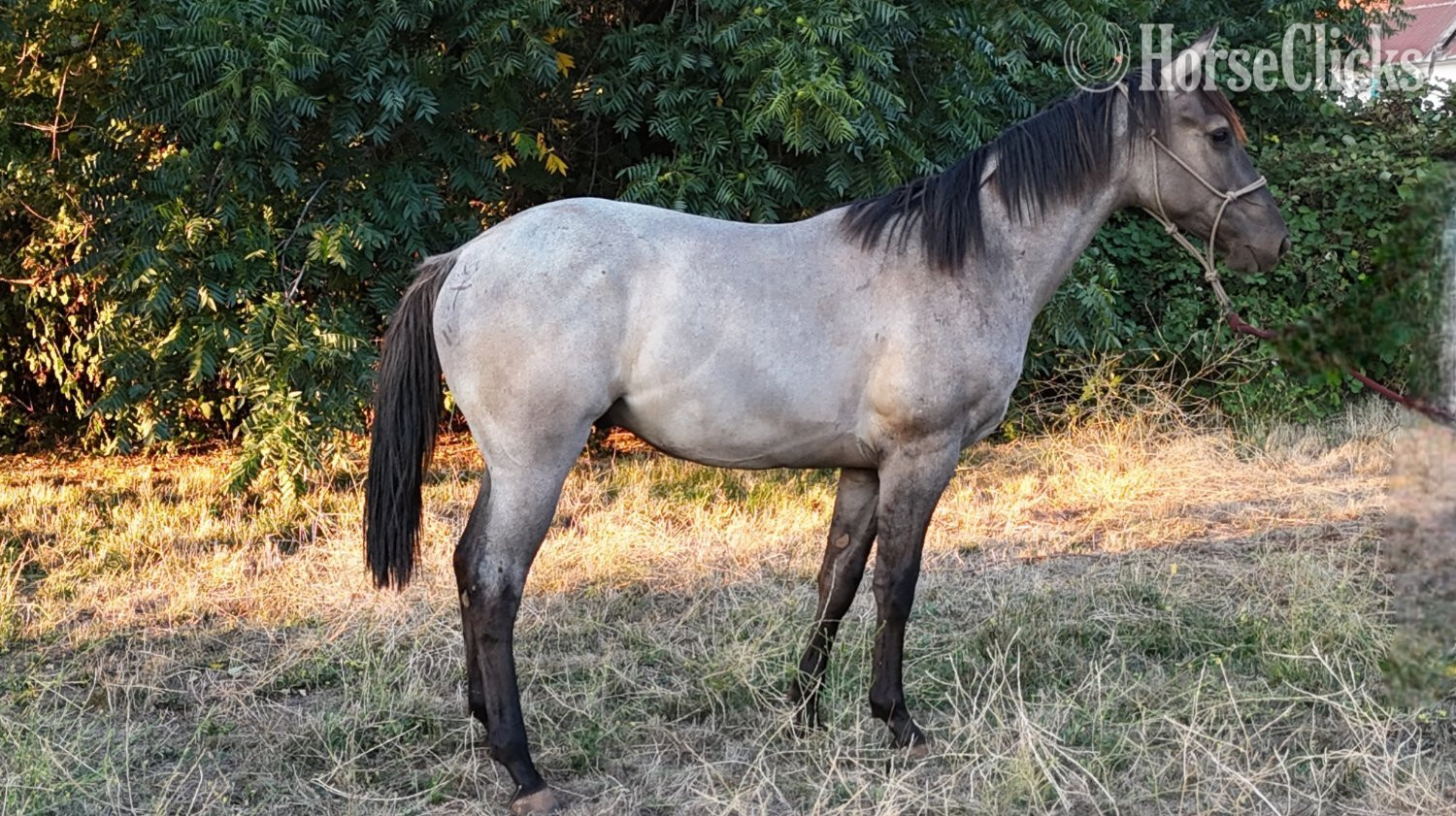 "2024 AQHA Grullo Roan Gelding" Grullo Gelding Quarter Horse