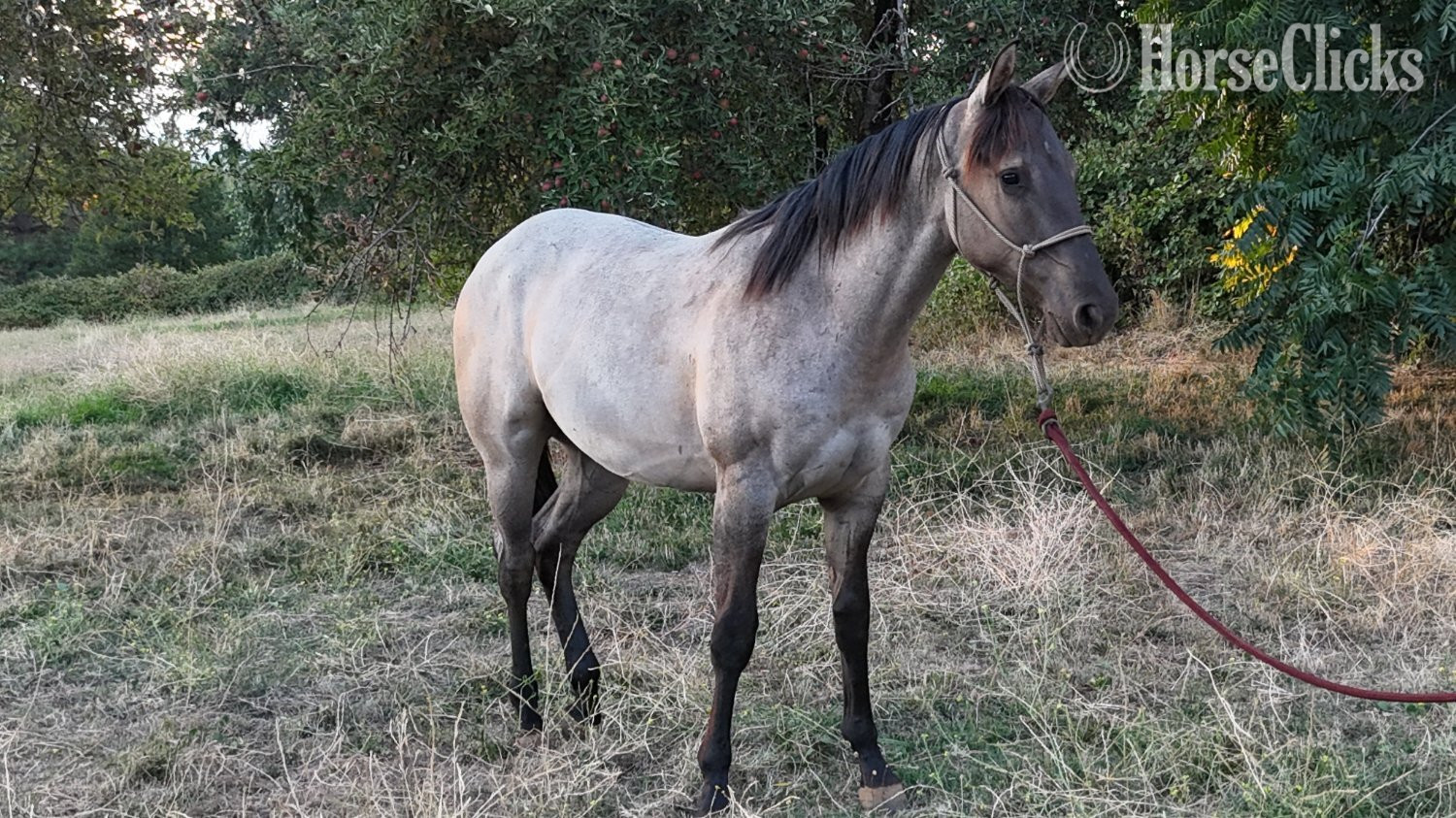 California "2024 AQHA Grullo Roan Gelding" Grullo Gelding Quarter Horse