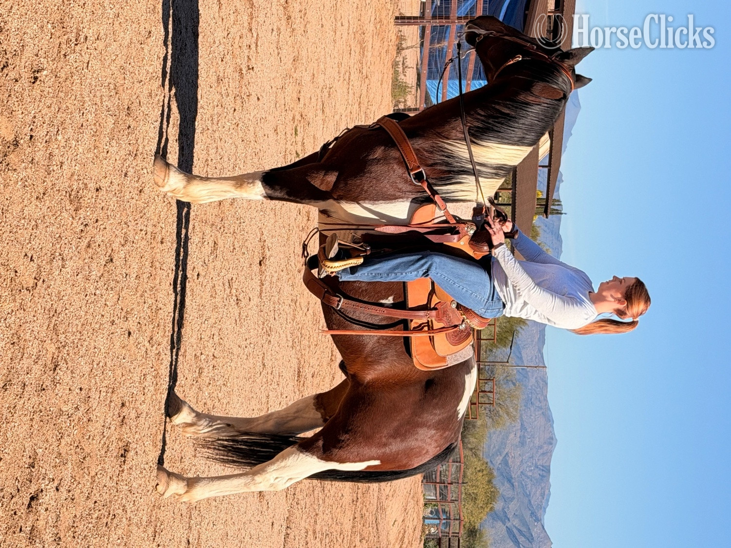 "Jimmy" Pinto Gelding Paint in Arizona