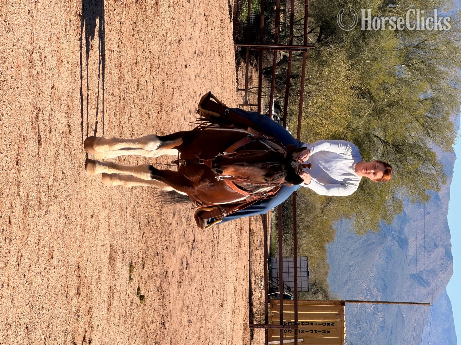 "Jimmy" Pinto Gelding Paint