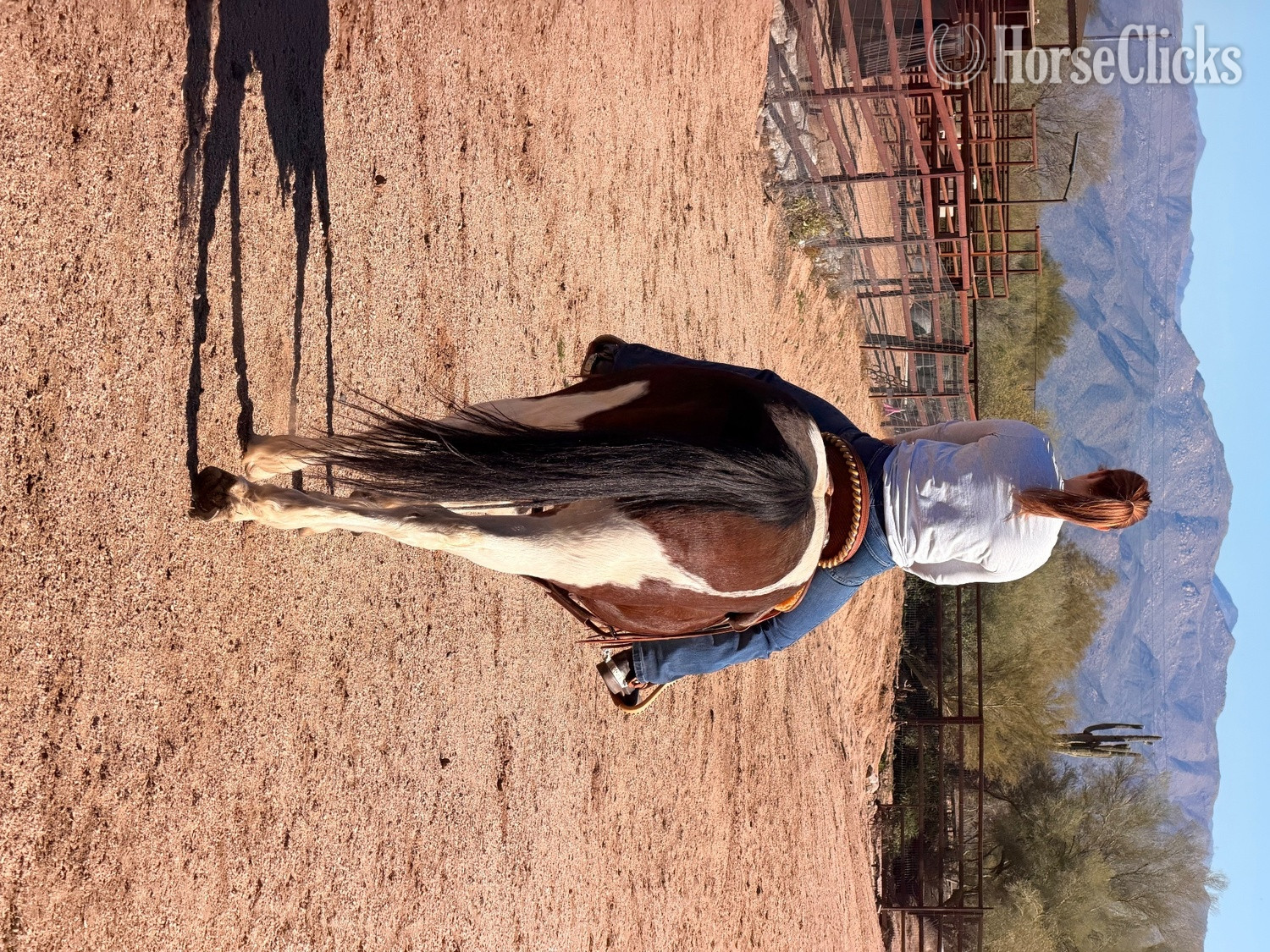 Arizona "Jimmy" Pinto Gelding Paint
