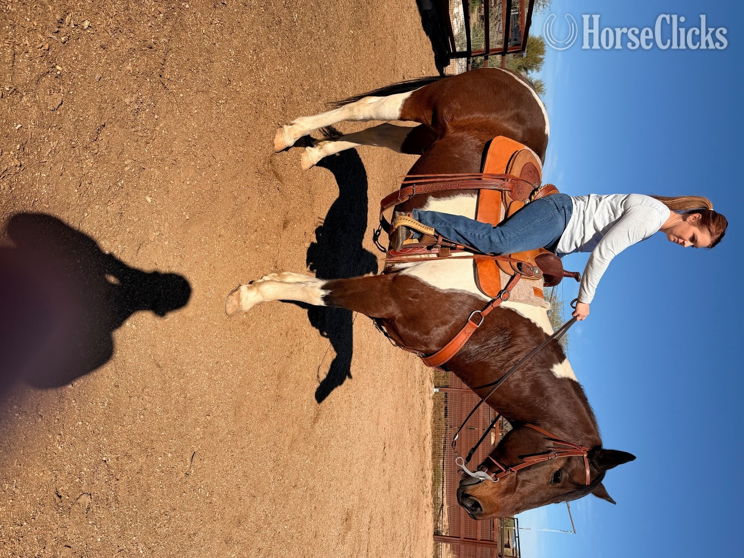 "Jimmy" Pinto Gelding Paint - Paint in Arizona