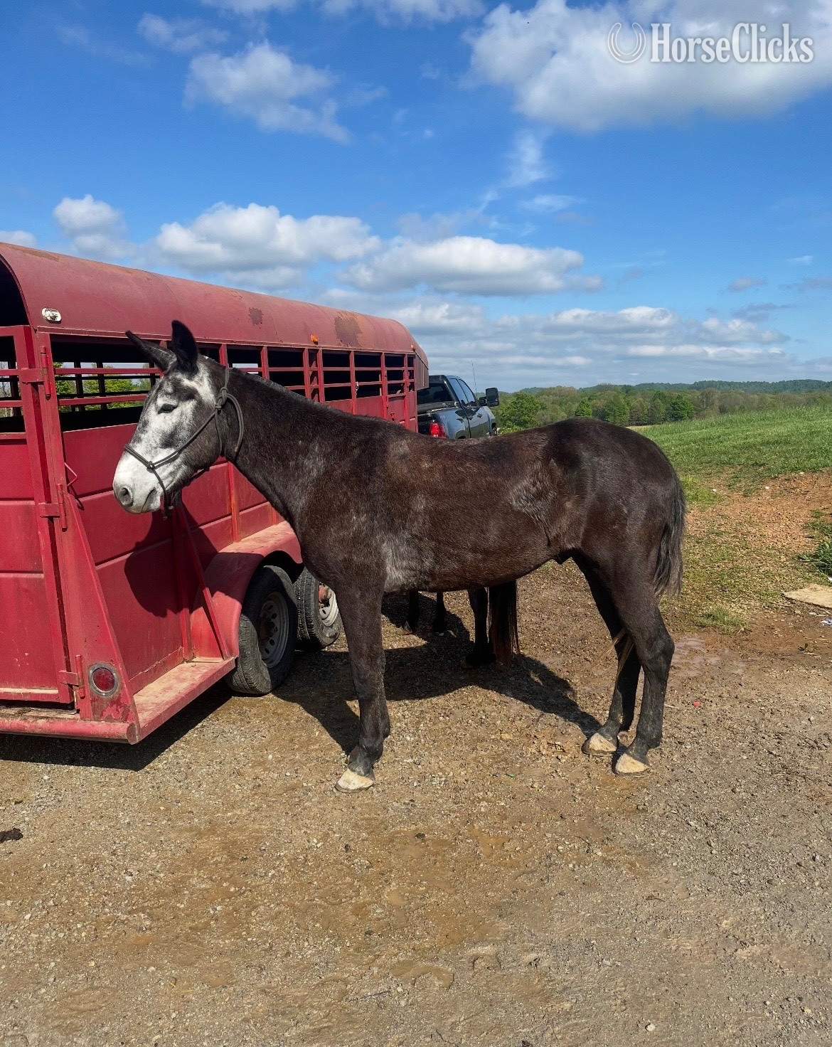 "Pale rider " Grey Gelding Mule in Kentucky