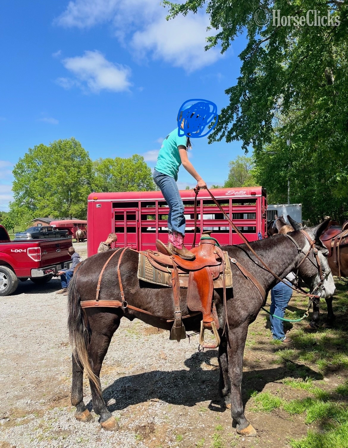 "Pale rider " Grey Gelding Mule