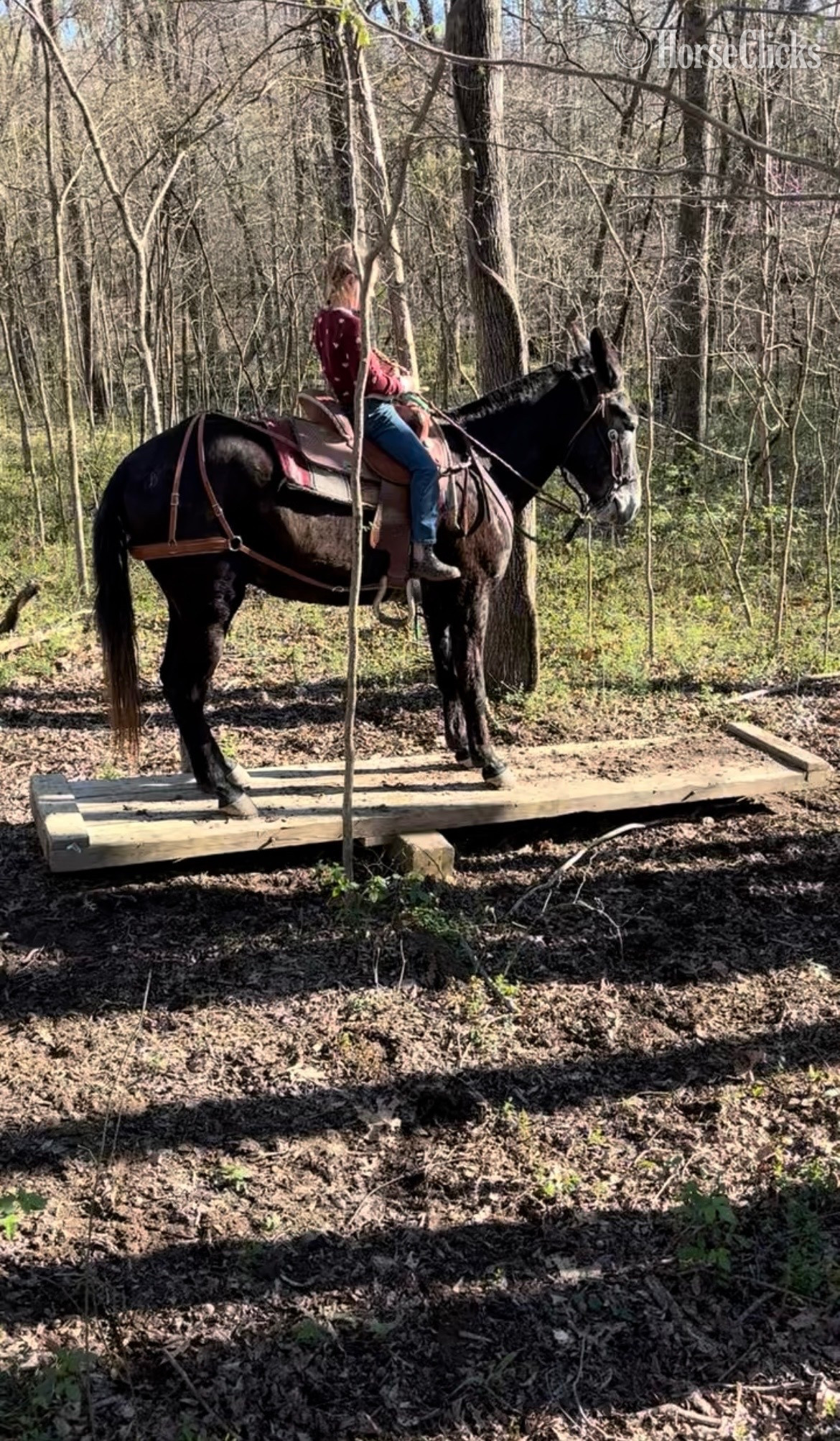 Kentucky "Pale rider " Grey Gelding Mule