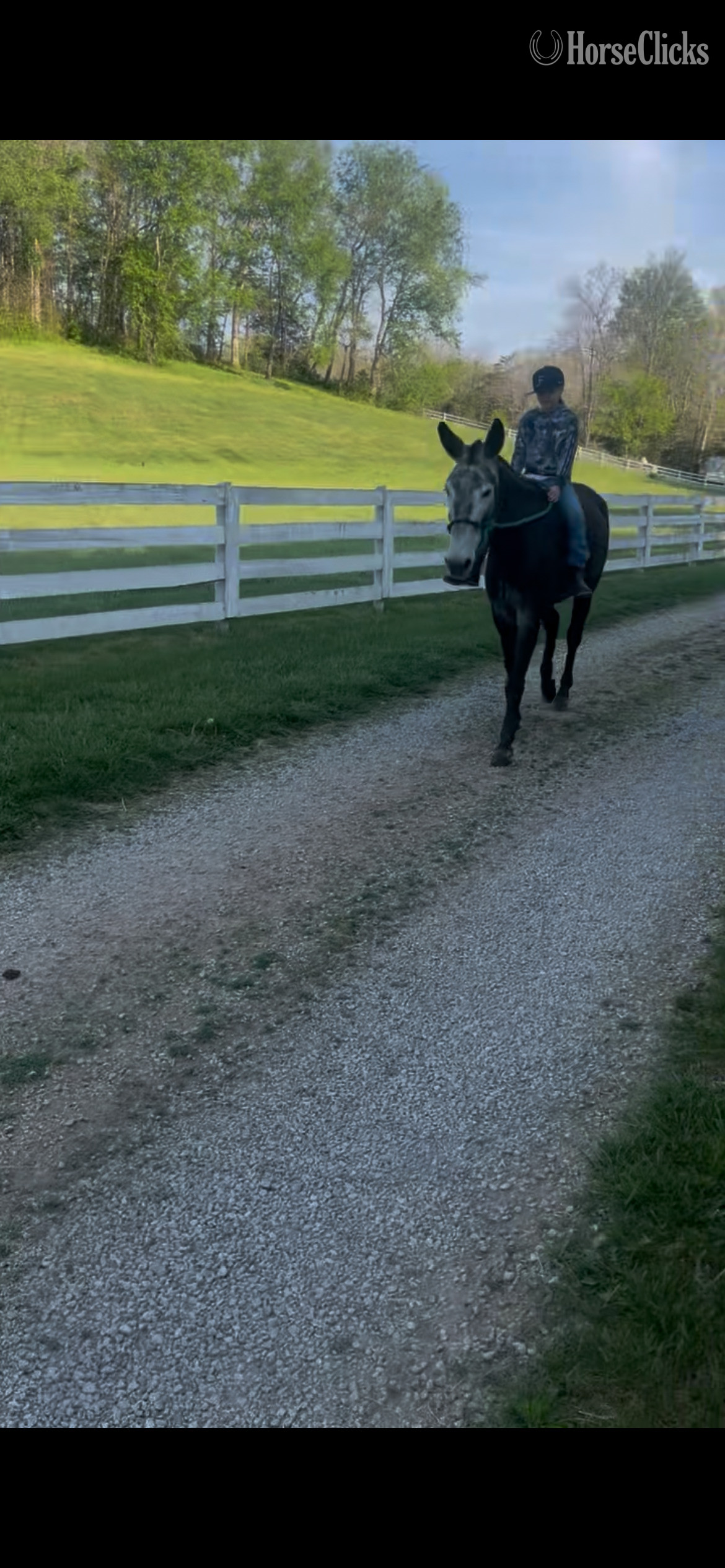 "Pale rider " Grey Gelding Mule - Mule in Kentucky