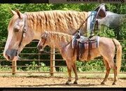 "Malcom" Roan Gelding Draft