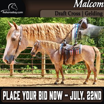 "Malcom" Roan Gelding Draft