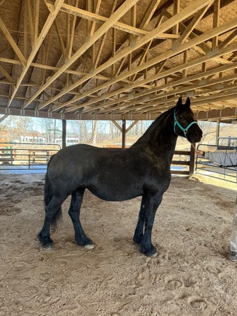 "Tina Ymkje" Black Mare Friesian