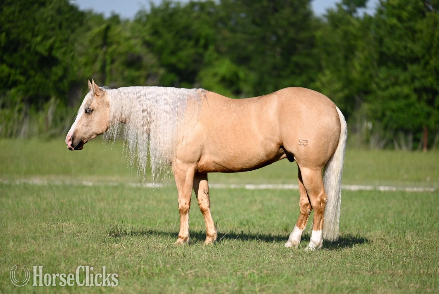 "Titan" Palomino Gelding Quarter Horse in Texas