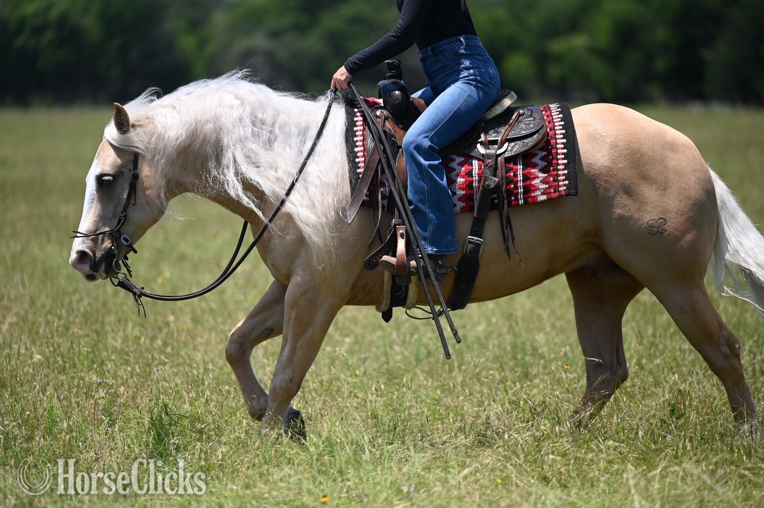 "Titan" Palomino Gelding Quarter Horse - Quarter Horse in Texas