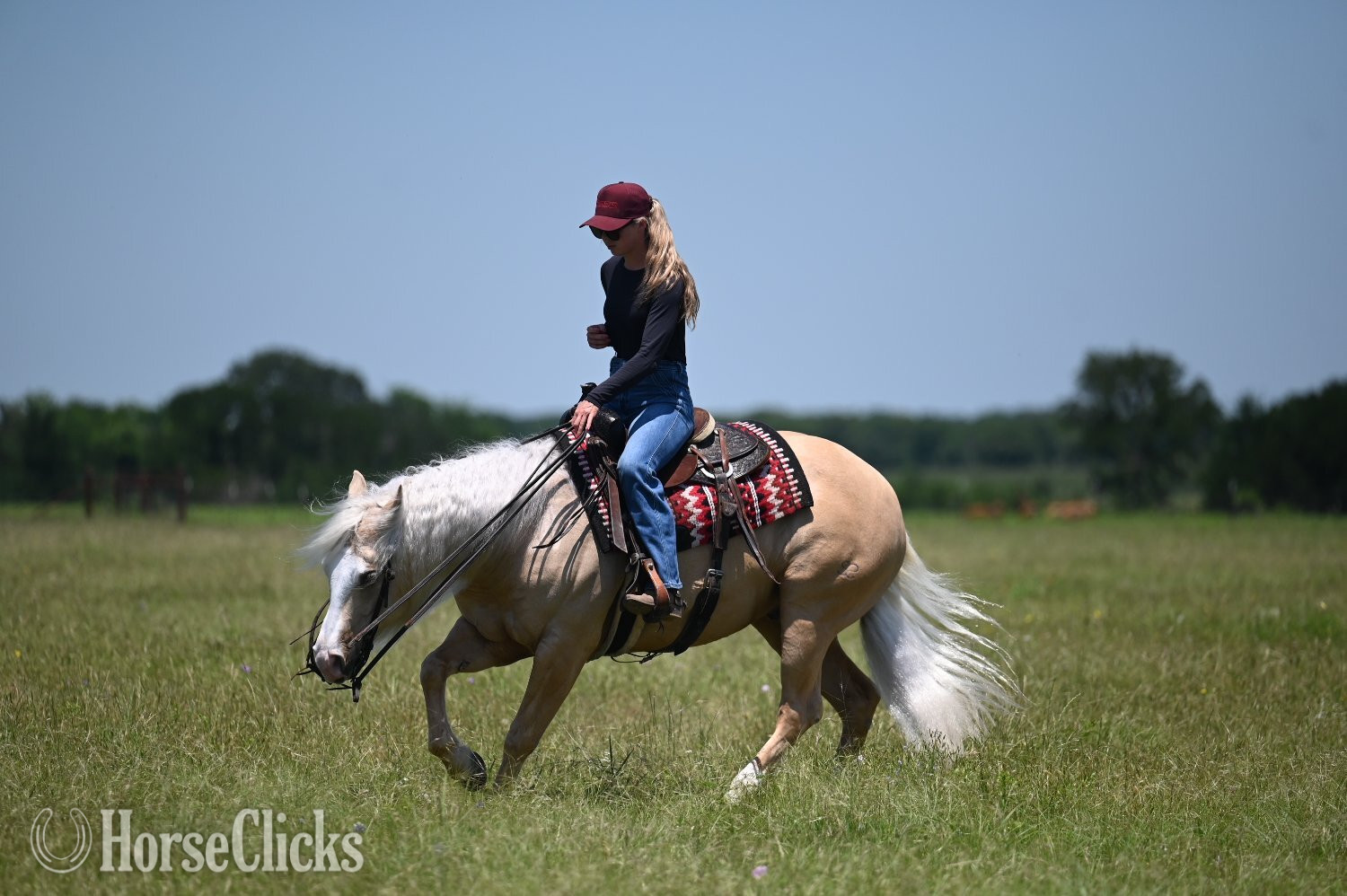 "Titan" Palomino Gelding Quarter Horse Texas