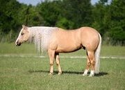 "Titan" Palomino Gelding Quarter Horse