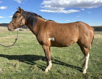 "Skeeter" Bay Mare Quarter Pony