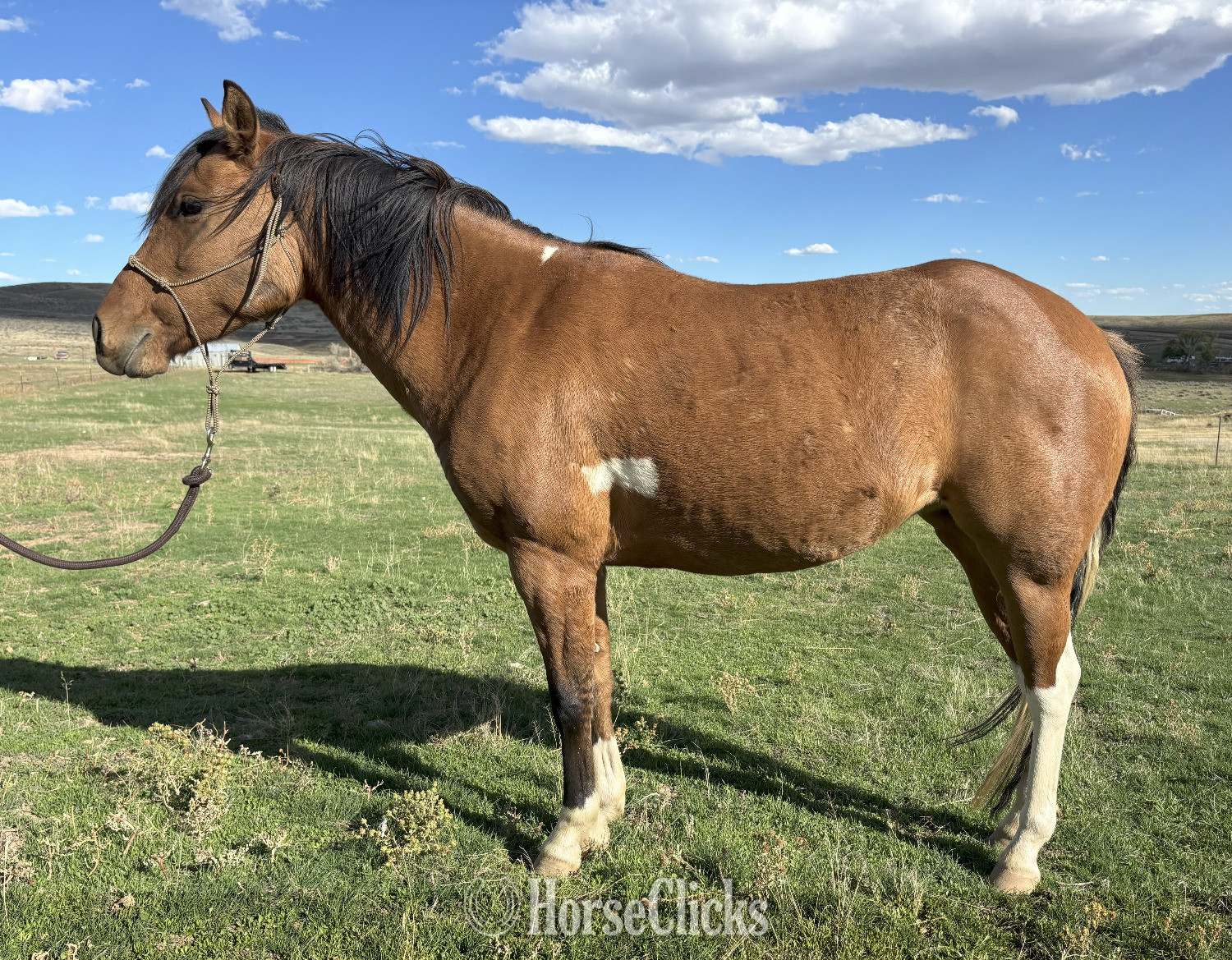 "Skeeter" Bay Mare Quarter Pony in Wyoming