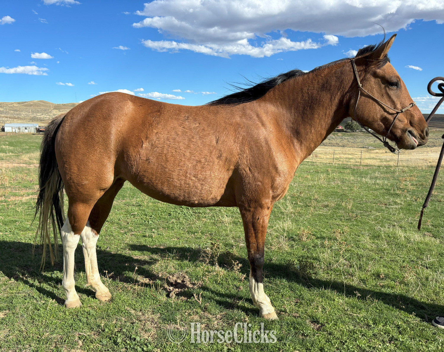 "Skeeter" Bay Mare Quarter Pony