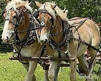 "Tessoro and Caro Mio" Sorrel Gelding Belgian in Arkansas