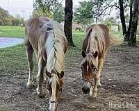 "Tessoro and Caro Mio" Sorrel Gelding Belgian