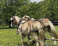 Arkansas "Tessoro and Caro Mio" Sorrel Gelding Belgian