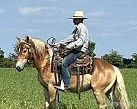 "Tessoro and Caro Mio" Sorrel Gelding Belgian - Belgian in Arkansas
