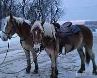 "Tessoro and Caro Mio" Sorrel Gelding Belgian - Belgian