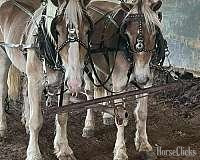 "Tessoro and Caro Mio" Sorrel Gelding Belgian Arkansas